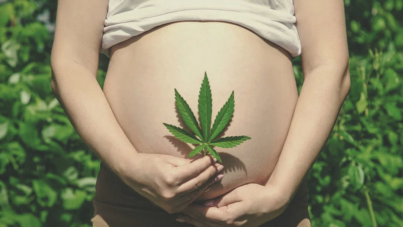 Consumir cannabis durante el embarazo puede afectar el desarrollo cerebral de los niños