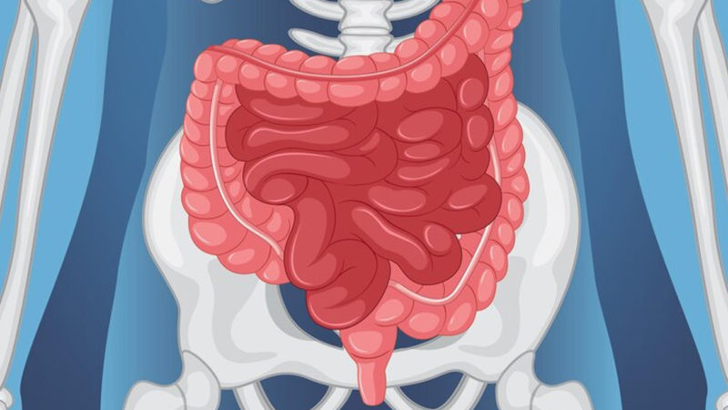 Identifican un nuevo sistema de defensa del cuerpo que podría revolucionar el tratamiento de enfermedades del intestino y la piel