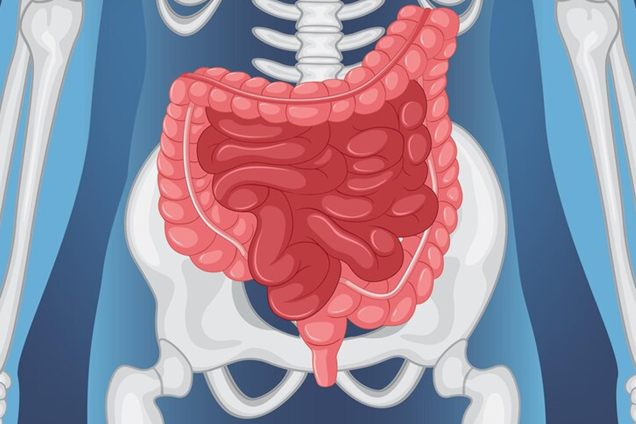 Identifican un nuevo sistema de defensa del cuerpo que podría revolucionar el tratamiento de enfermedades del intestino y la piel